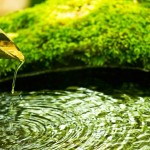 Https   wwwpakutasocom assets c 2015 04 pp hamon thumb 1000xauto 12636